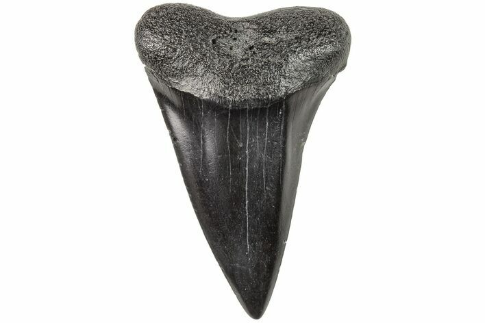 Fossil Broad-Toothed Mako Tooth - South Carolina #204765